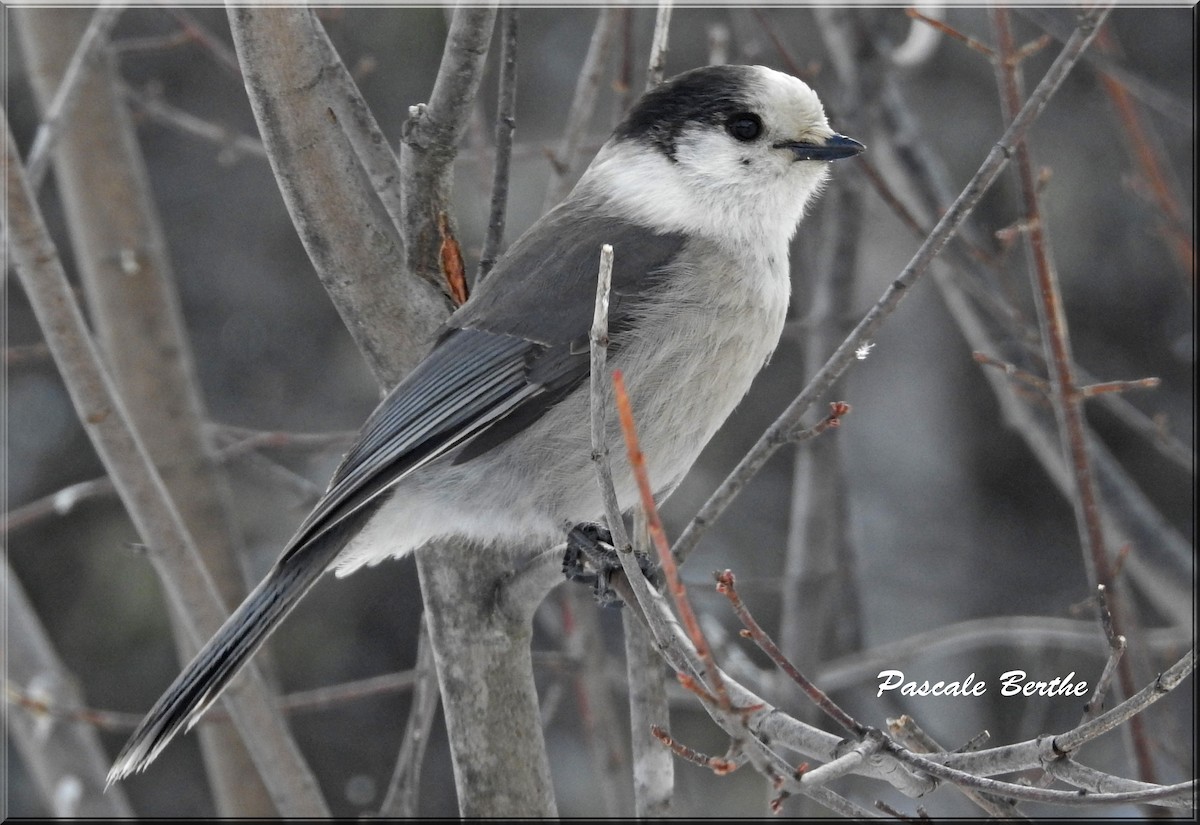 Canada Jay - Pascale Berthe