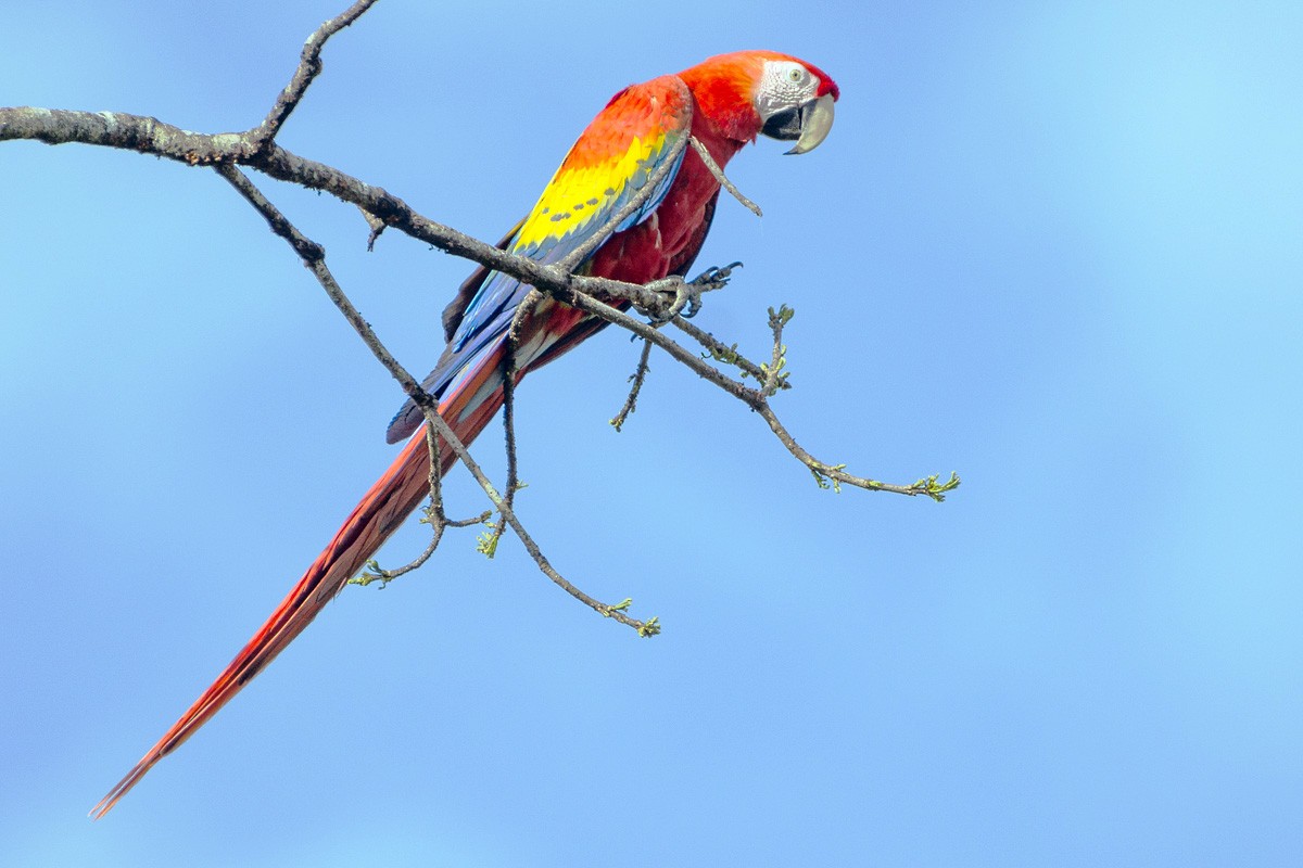 Scarlet Macaw - Juan Miguel Artigas Azas