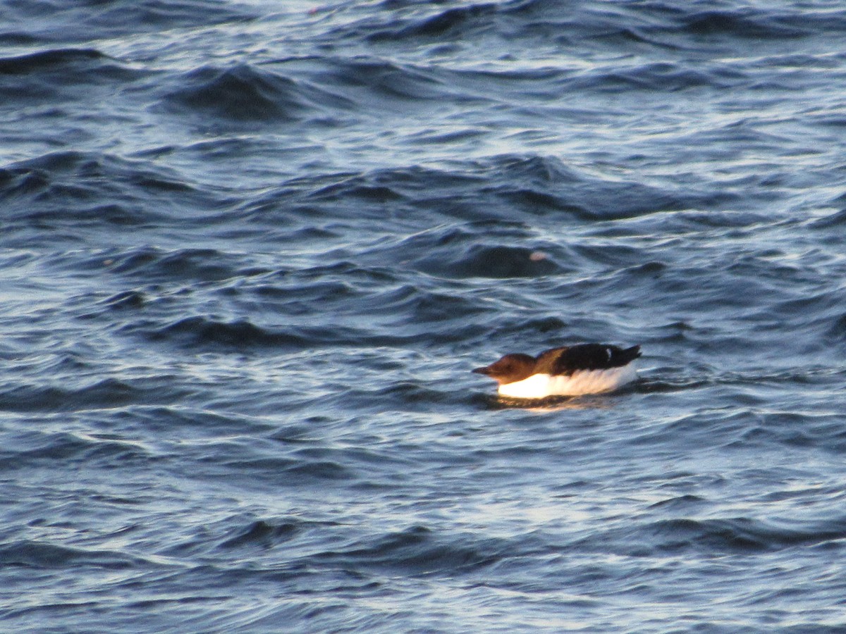 Thick-billed Murre - ML145100171