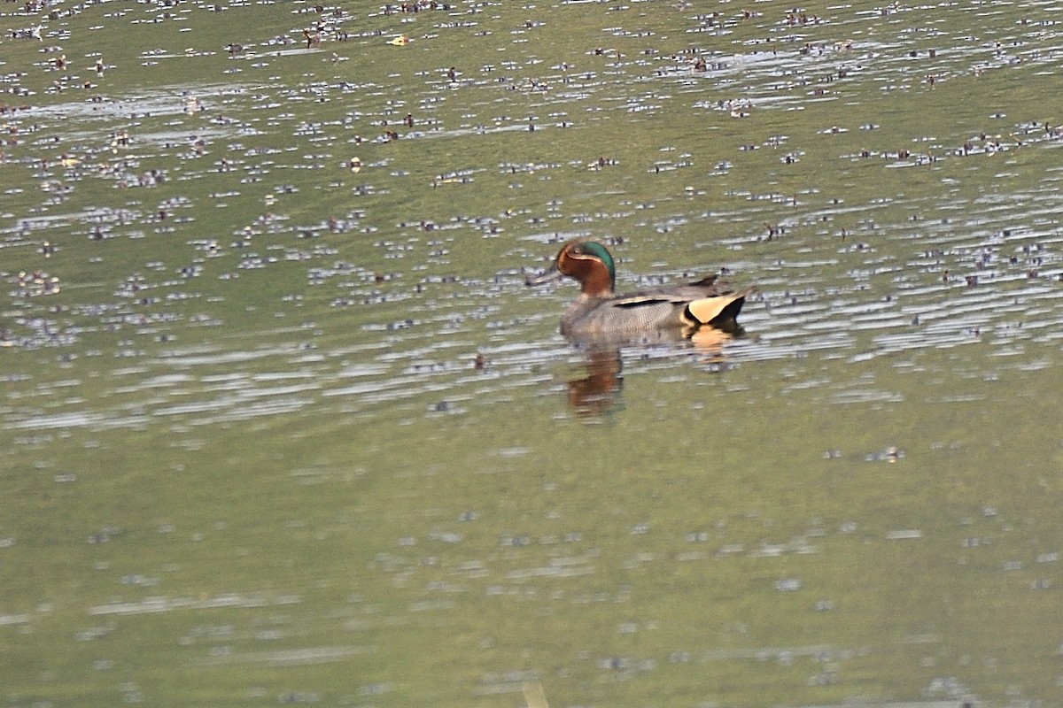 Green-winged Teal - Polly Kalamassery