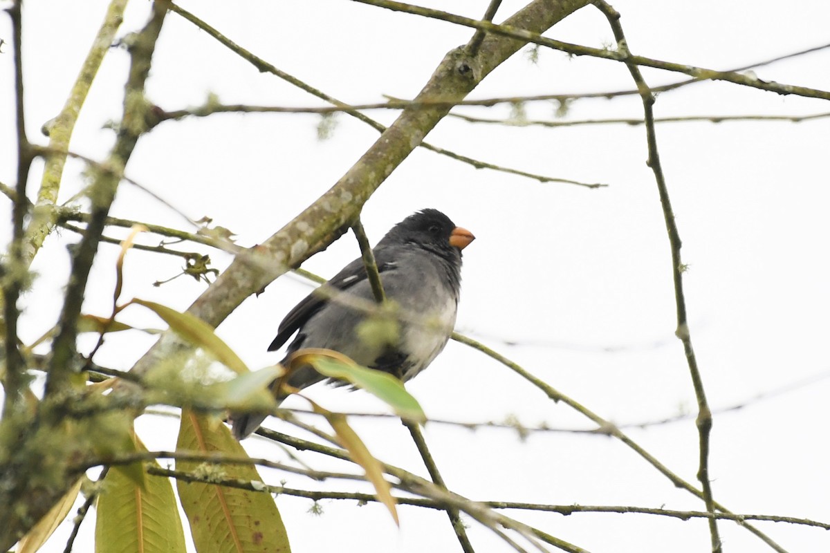 Gray Seedeater - ML145104691