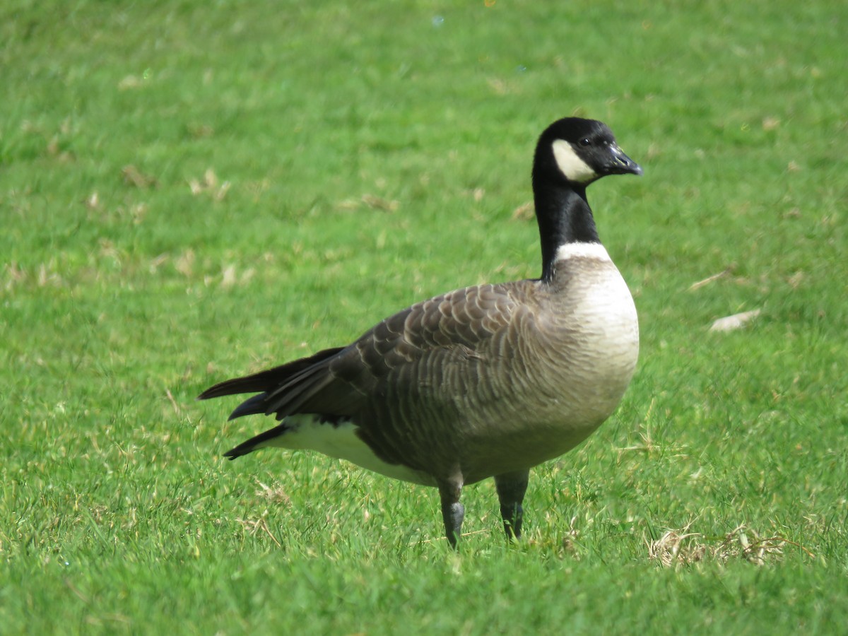Cackling Goose - Becky Turley