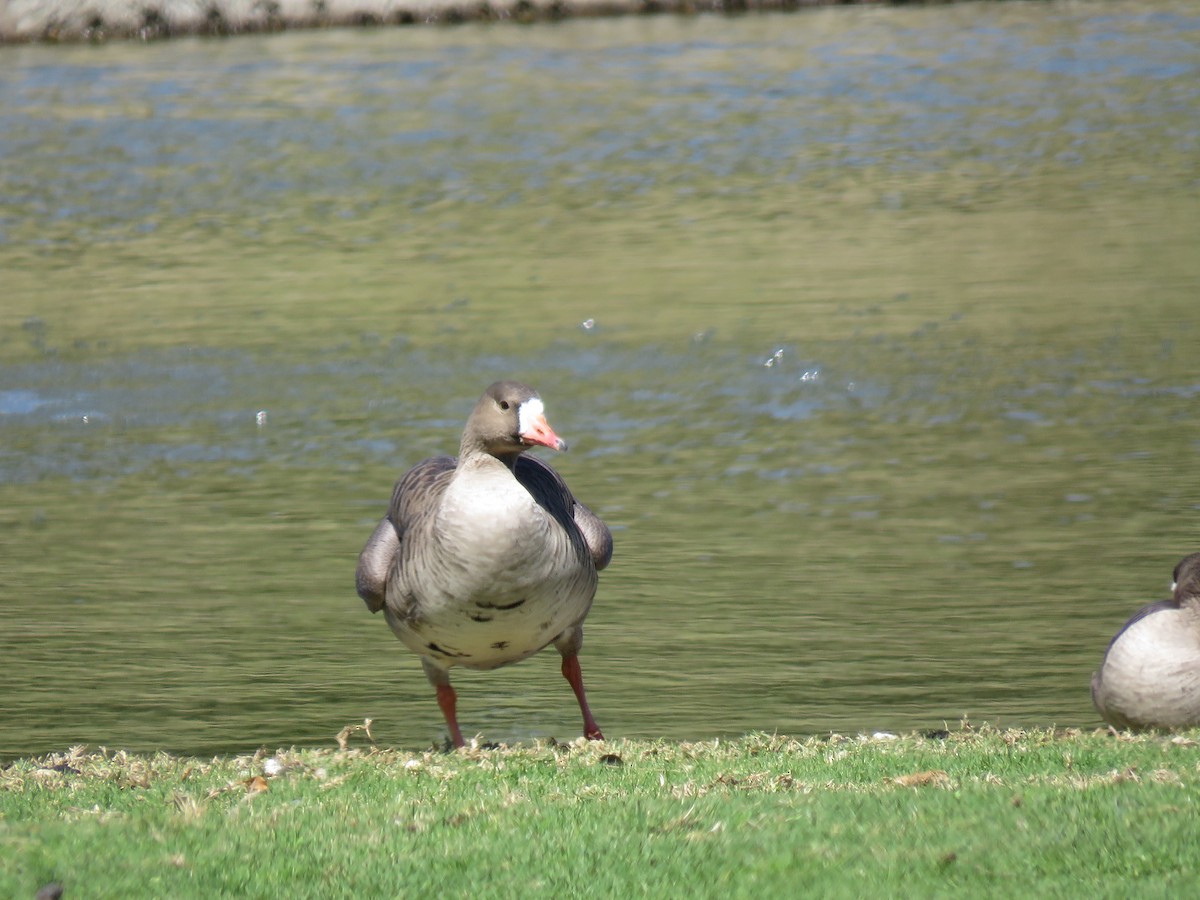 Greater White-fronted Goose - ML145107141