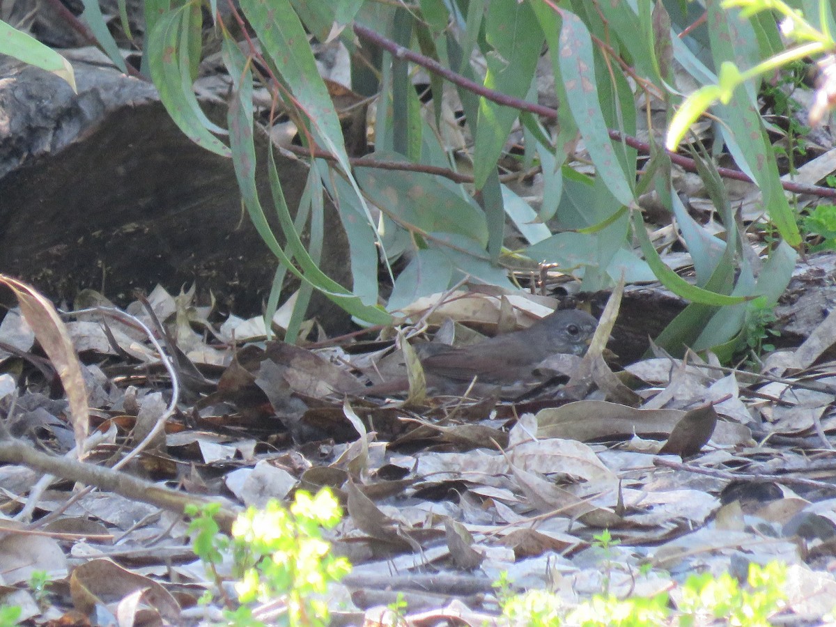 Fox Sparrow (Sooty) - ML145107911