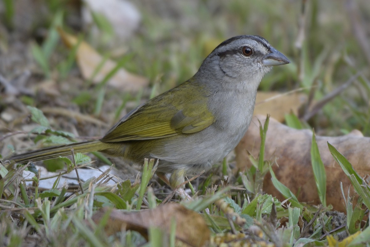 Green-backed Sparrow - Carlos Echeverría