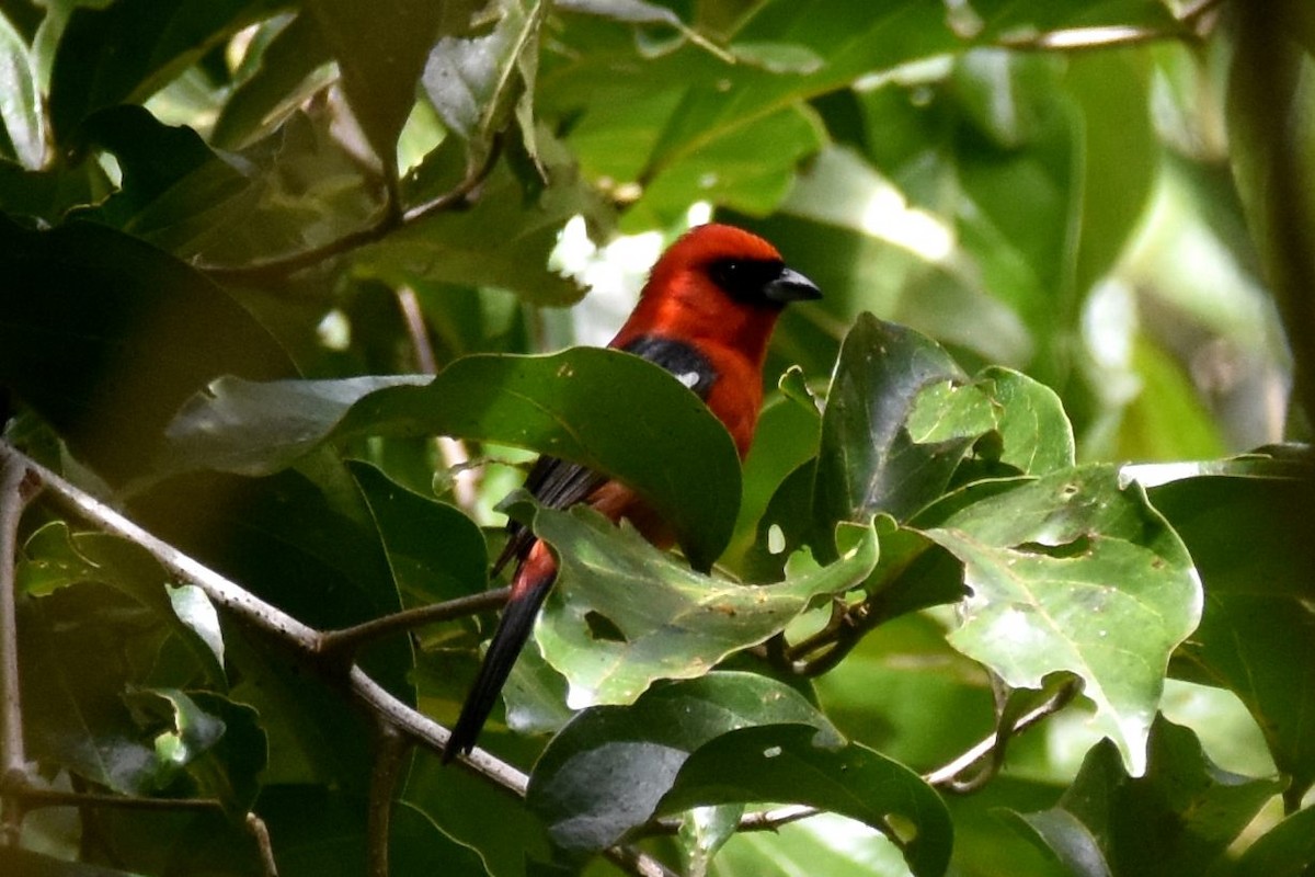 White-winged Tanager - ML145112281