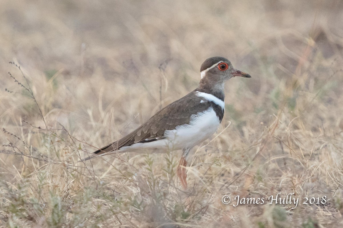 Forbes's Plover - ML145113741