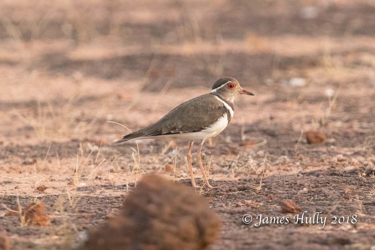 Forbes's Plover - ML145113751
