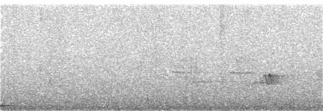White-necked Thrush (Gray-flanked) - ML145115901
