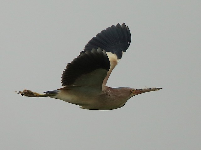 Adult male - Yellow Bittern - 