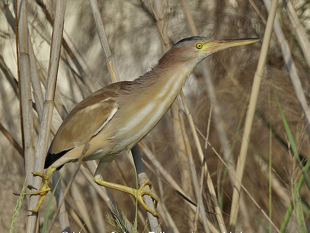 Adult male - Yellow Bittern - 