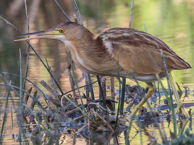 Adult female - Yellow Bittern - 