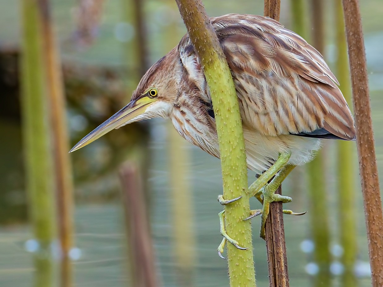 Yellow Bittern - Zhong Ying Koay