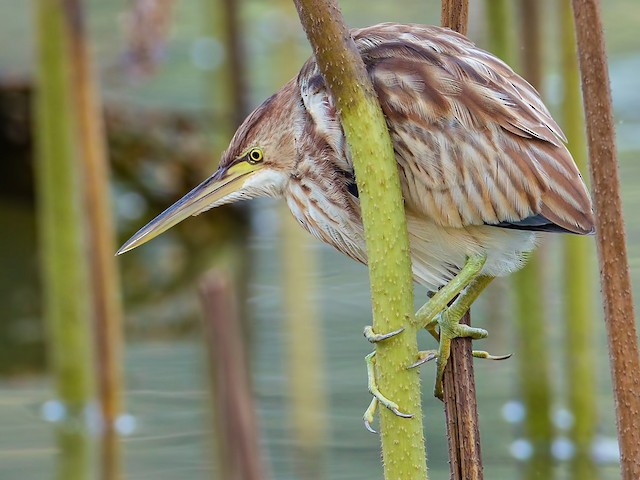 Juvenile - Yellow Bittern - 