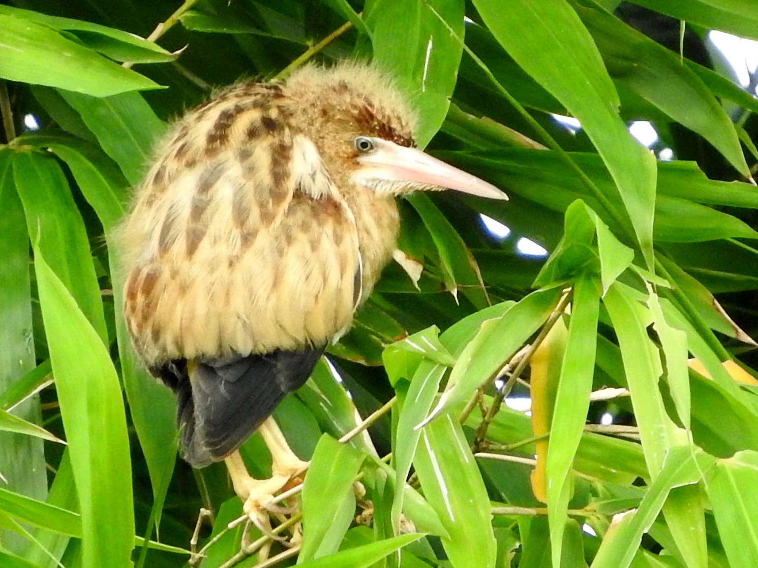 Yellow Bittern - Atanu Modak