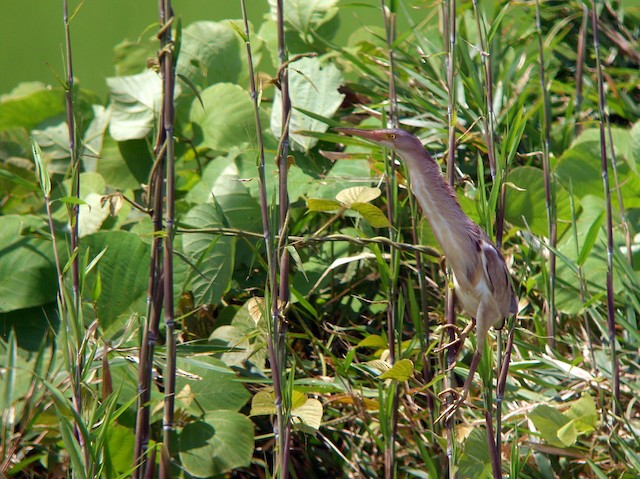 Adult male - Yellow Bittern - 