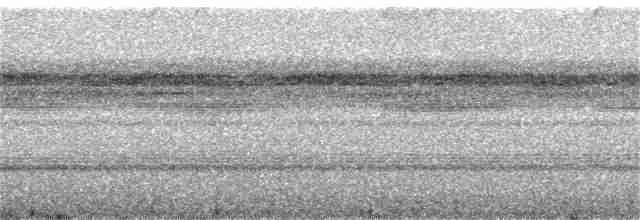 Рораймская совка (roraimae) - ML145118601