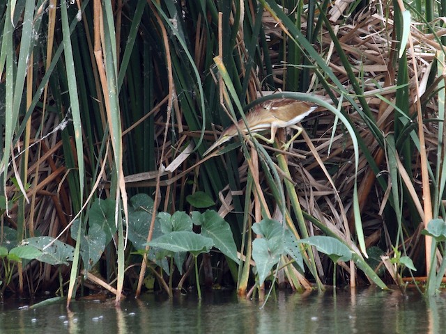 Adult - Yellow Bittern - 