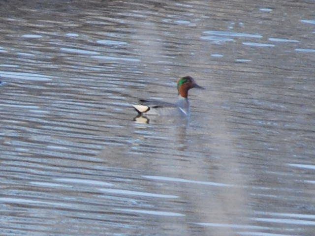 Green-winged Teal - ML145120571