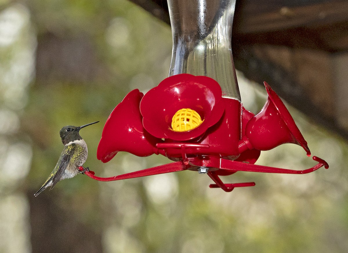 Ruby-throated Hummingbird - James R. Hill, III