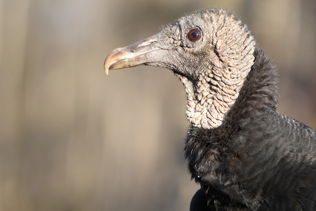 Black Vulture - Adit Nehra