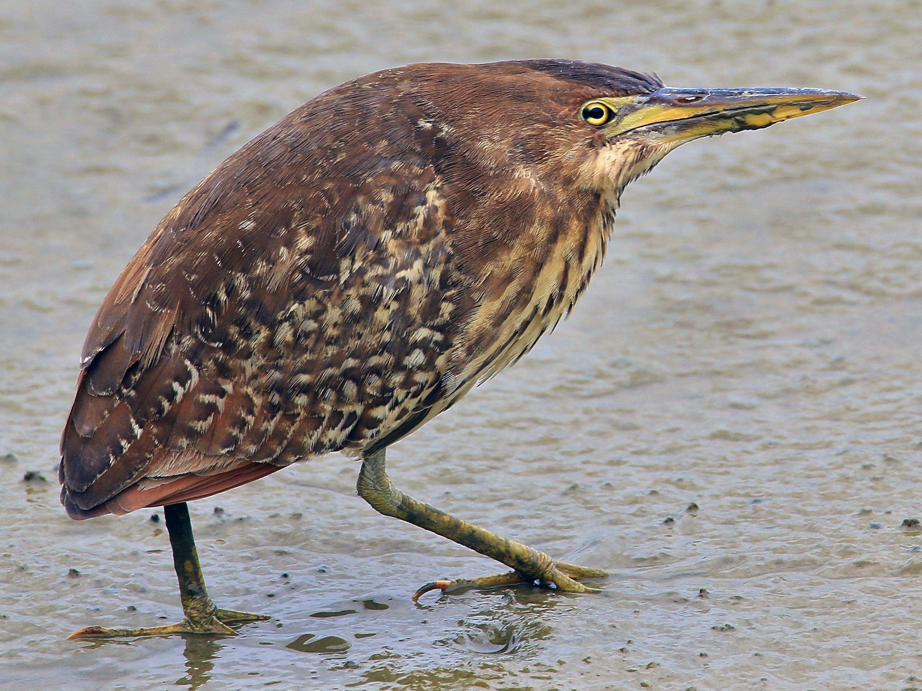 Cinnamon Bittern - poshien chien