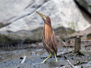 Cinnamon Bittern - eBird Cinnamon Bittern - eBird