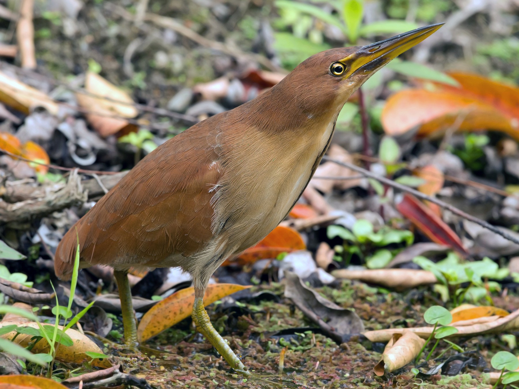 Cinnamon Bittern eBird