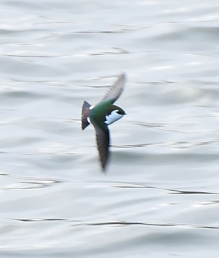 Violet-green Swallow - ML145125951