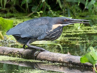 タカサゴクロサギ - eBird