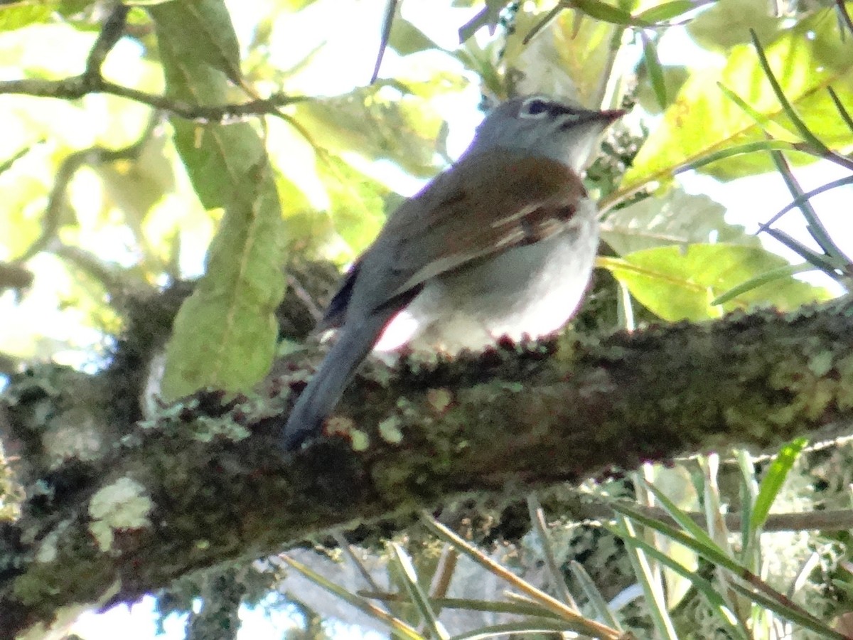 Brown-backed Solitaire - Pablo Bedrossian