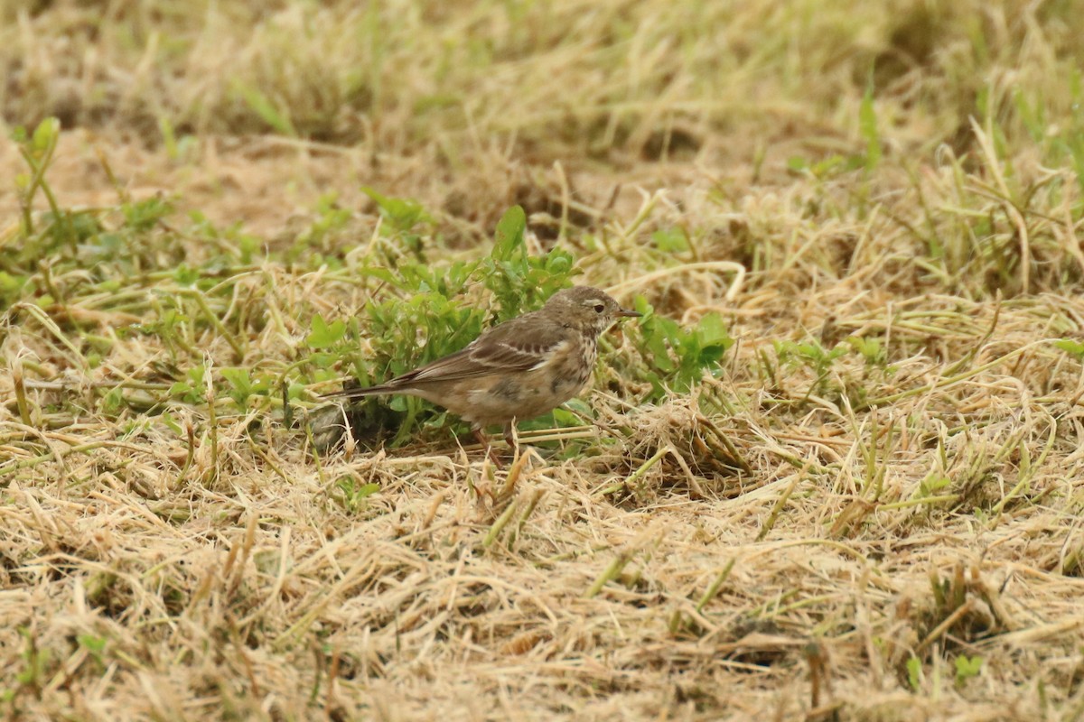 American Pipit - Andrew E and Rebecca A Steinmann