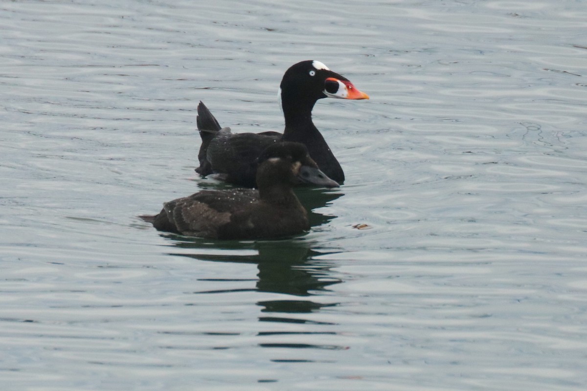 Surf Scoter - Andrew E and Rebecca A Steinmann