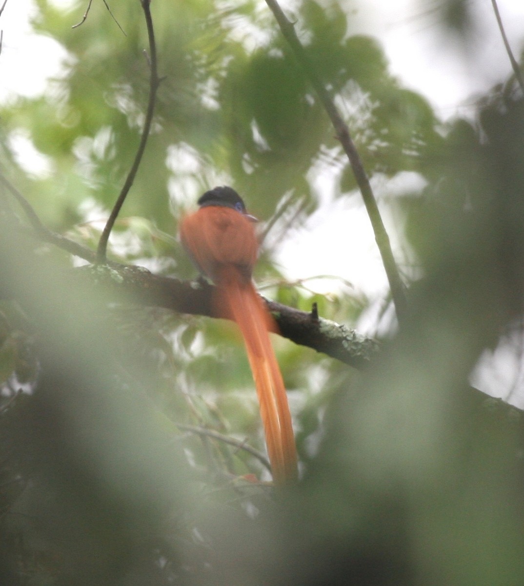 African Paradise-Flycatcher - Cole Wolf