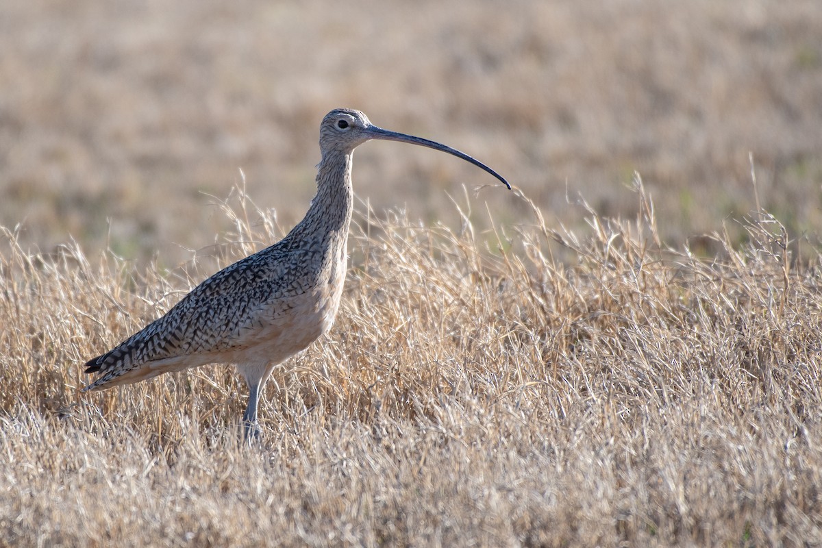 Long-billed Curlew - ML145137471