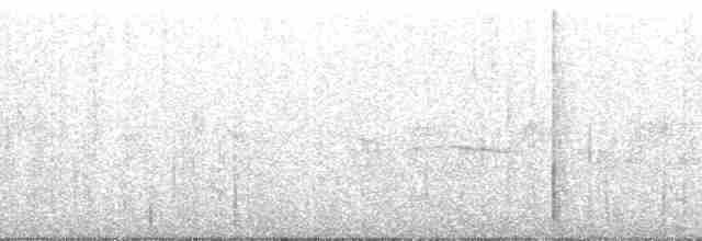 hvitbukpikulett (spilogaster/orinocensis) - ML145138