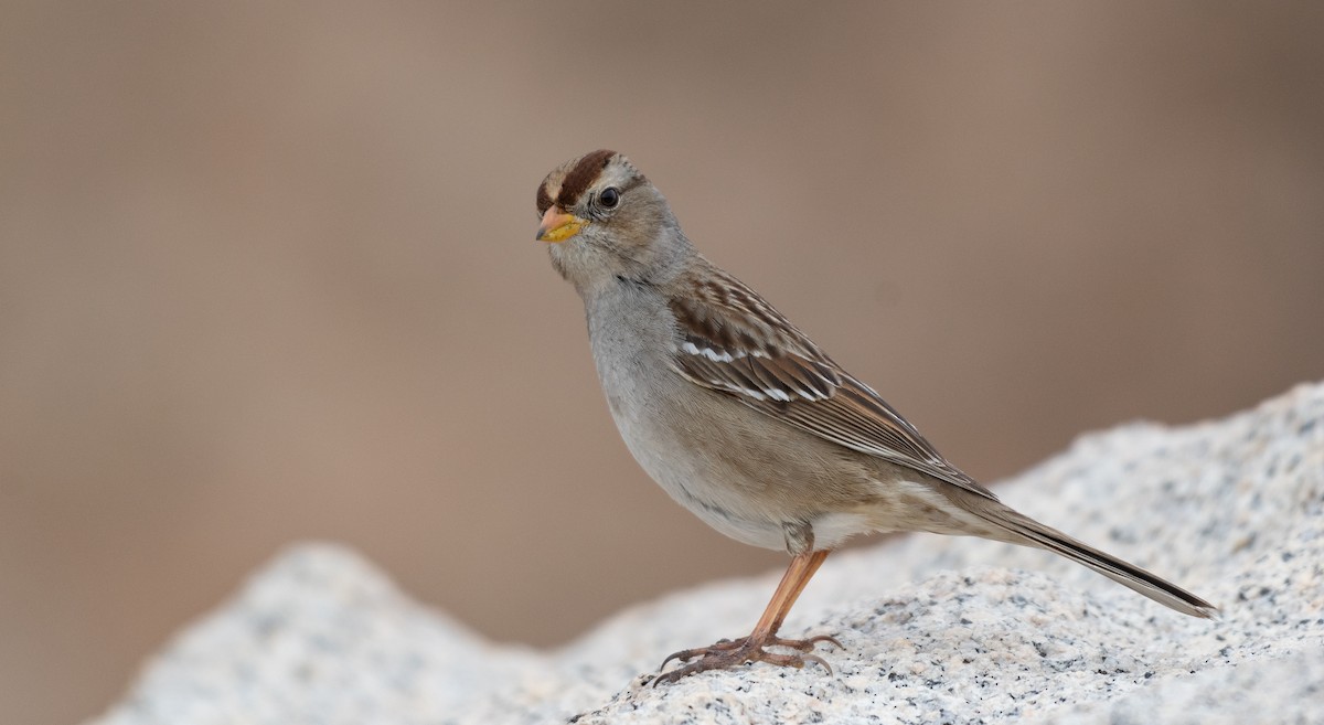 White-crowned Sparrow (Gambel's) - ML145138321