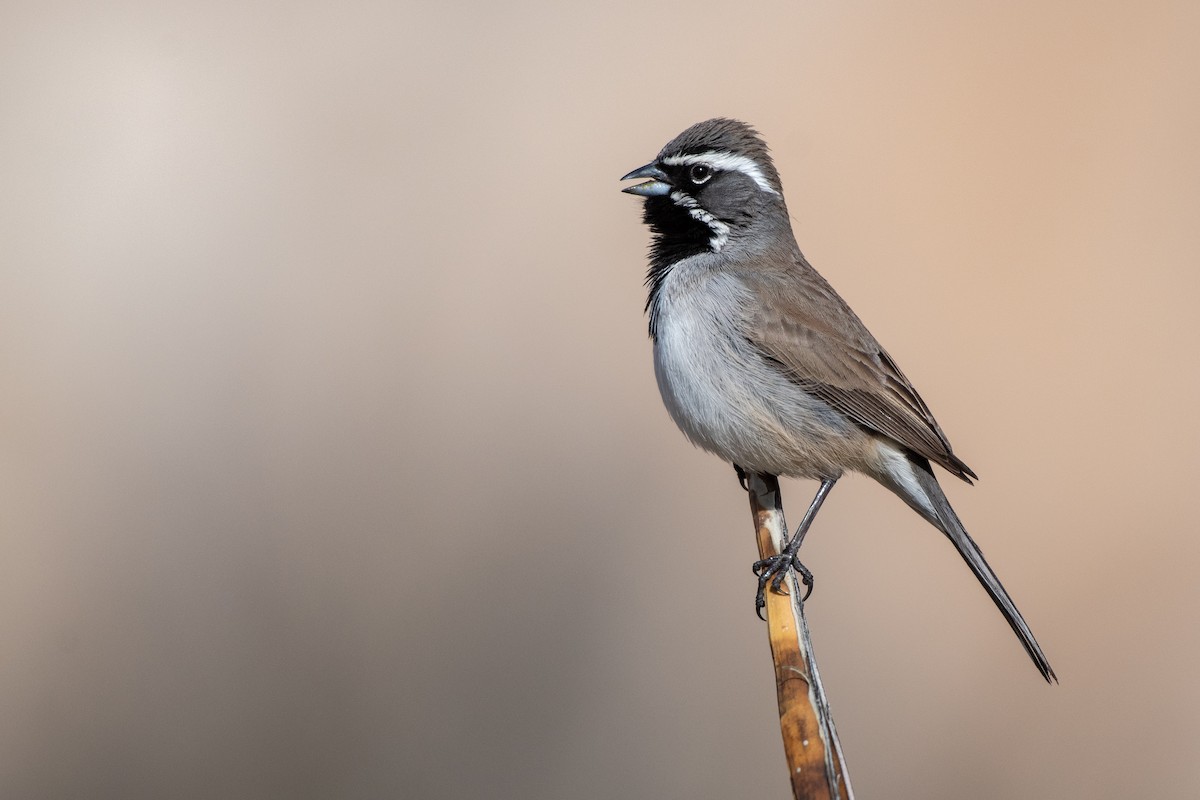 Black-throated Sparrow - ML145138521