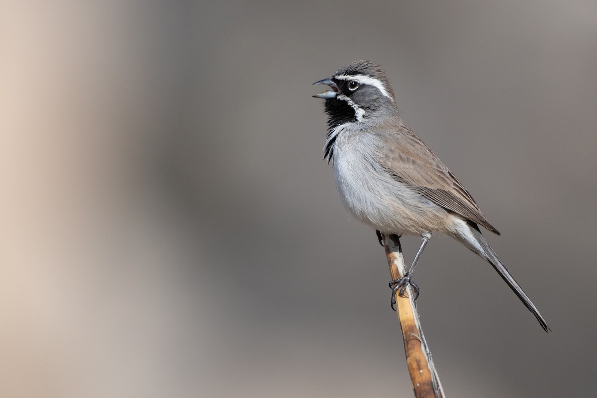 Black-throated Sparrow - ML145138531