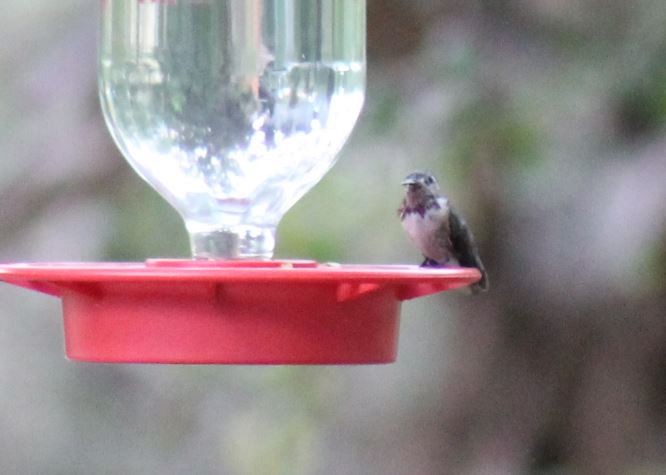 Calliope Hummingbird - ML145138981