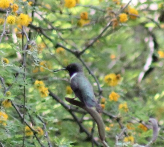 Black-chinned Hummingbird - ML145139011