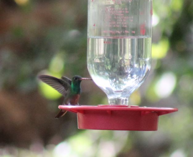 Buff-bellied Hummingbird - ML145139051