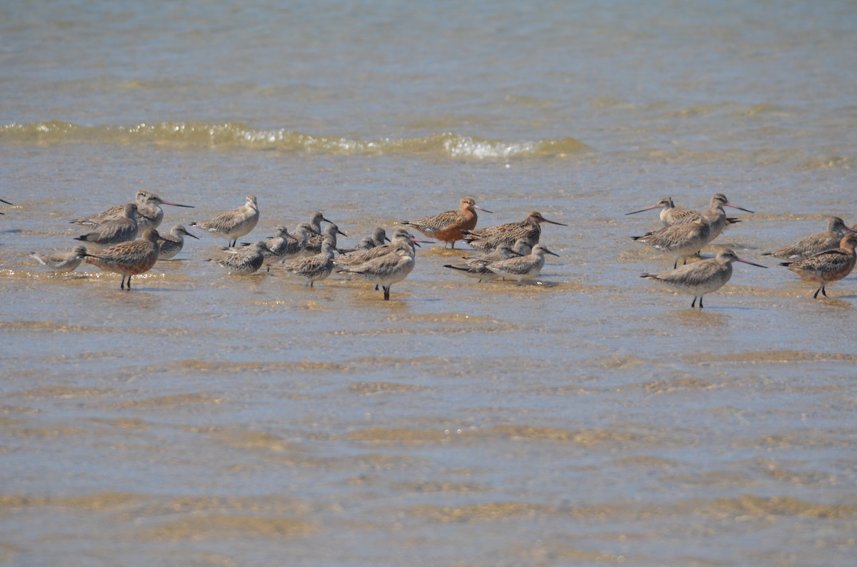 Great Knot - ML145140901