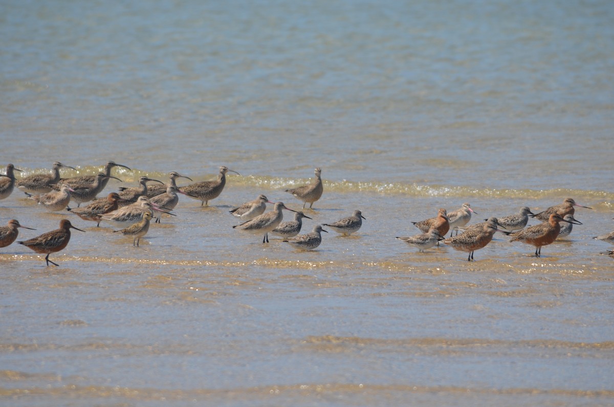 Great Knot - ML145140931