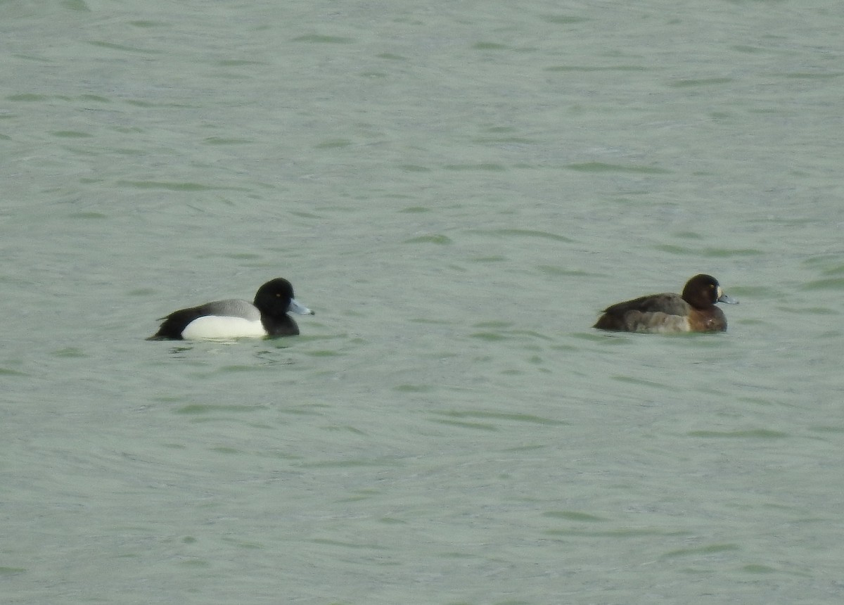 Greater Scaup - ML145144431