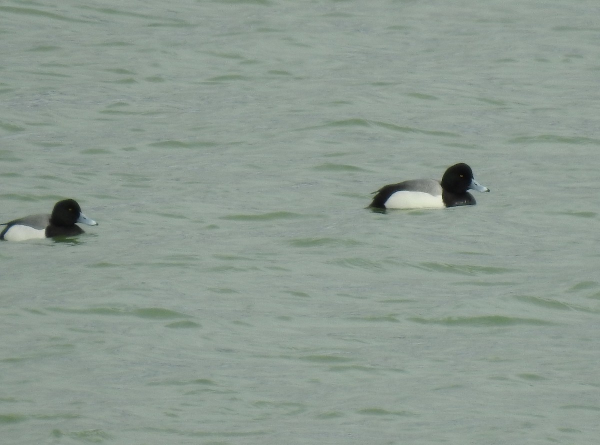 Greater Scaup - ML145144441