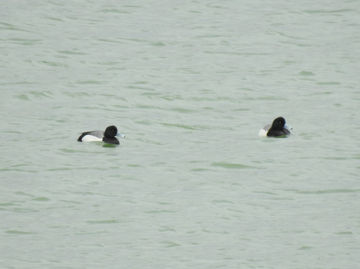 Greater Scaup - ML145144451