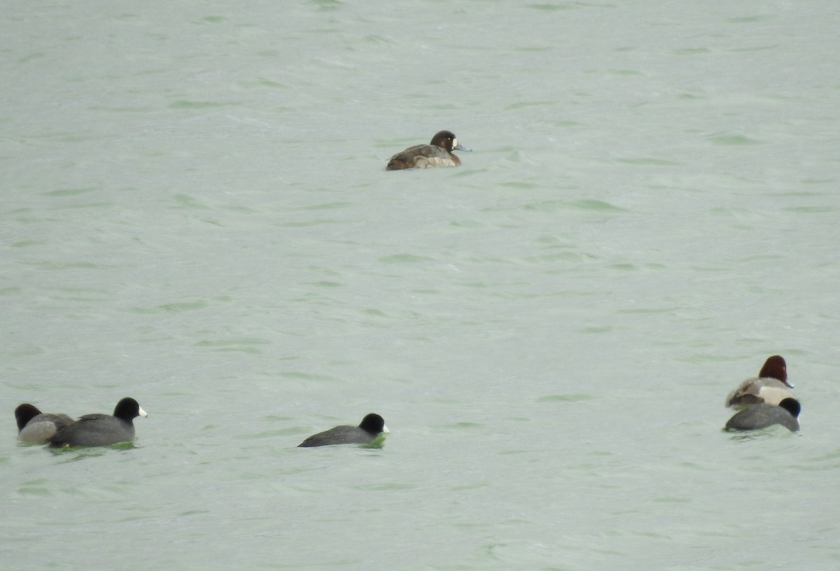 Greater Scaup - ML145144461