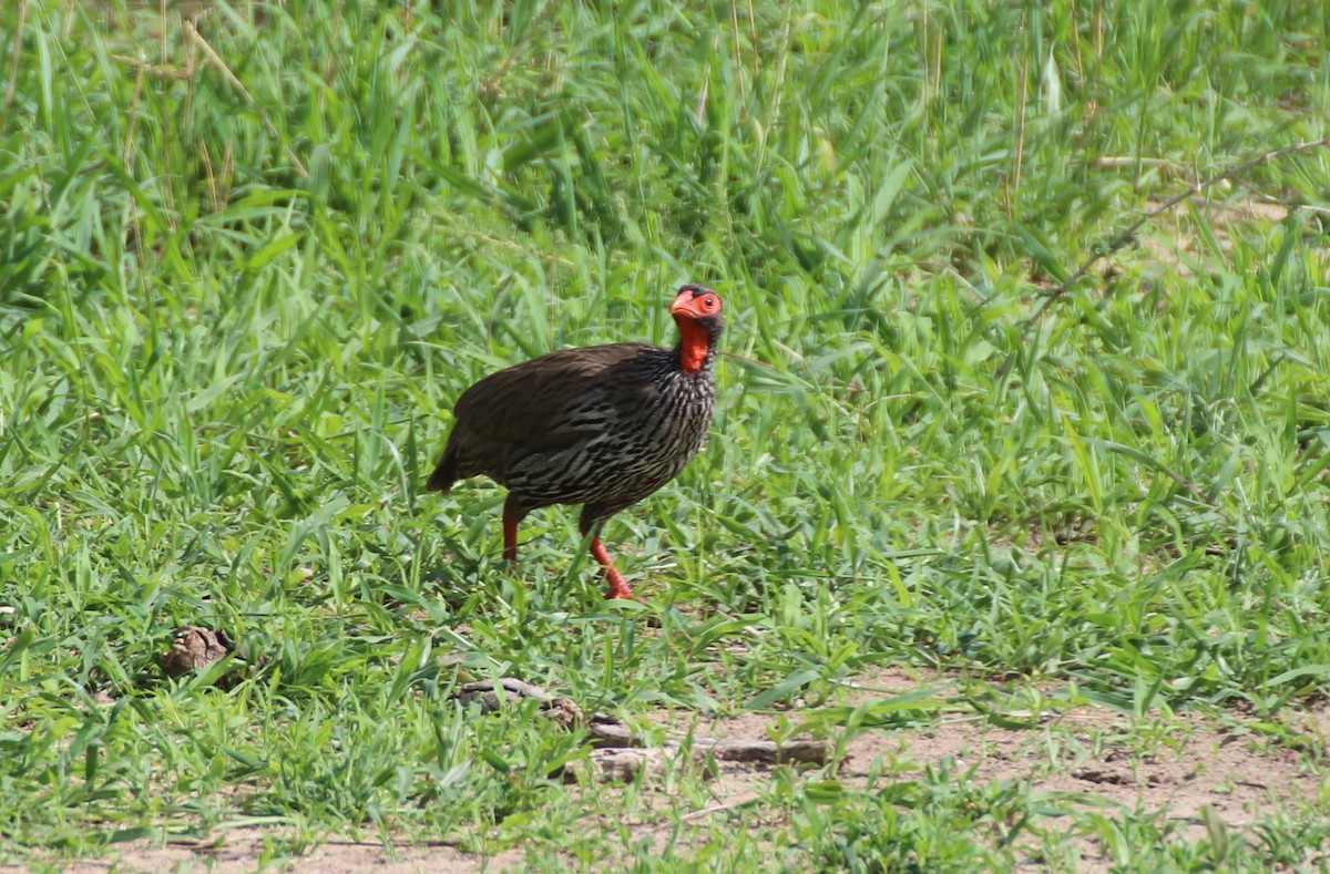 Red-necked Spurfowl - Ross Brown