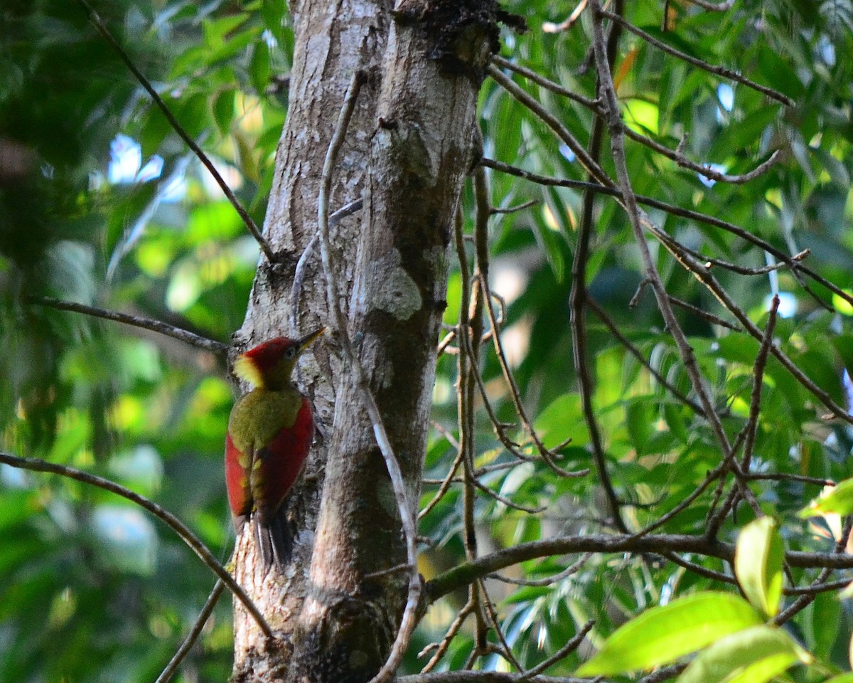 Crimson-winged Woodpecker - Mohd Hazran Che Rozan